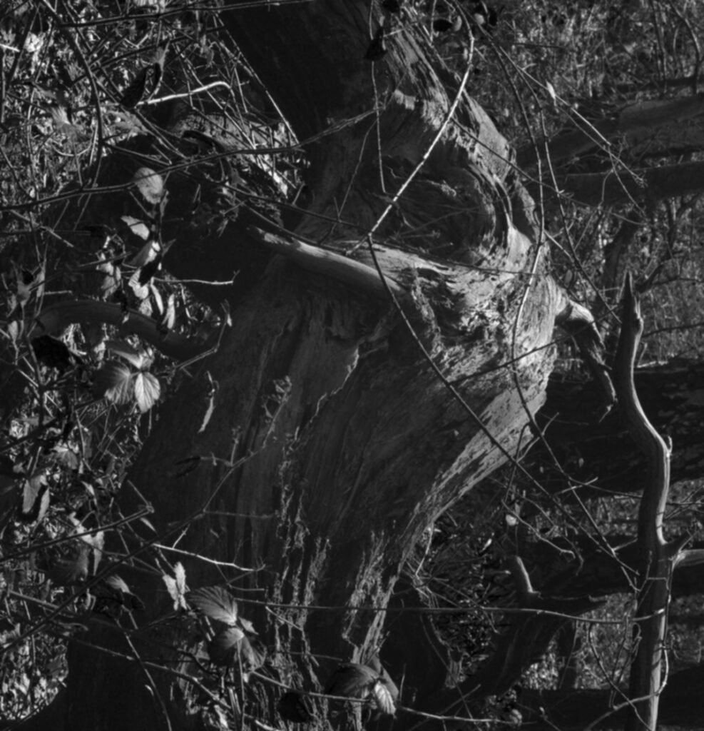 'The Fallen' (Clumber Park, England - 2023) 工作室 Yerai